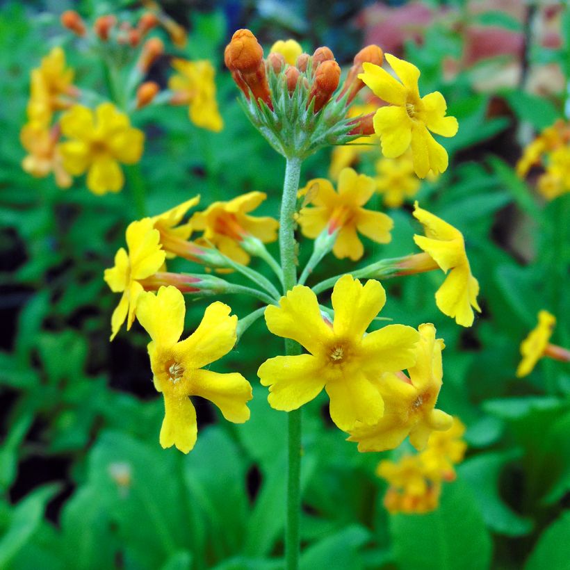 Kiinankeltaesikko - Primula bulleyana (Kukinta)