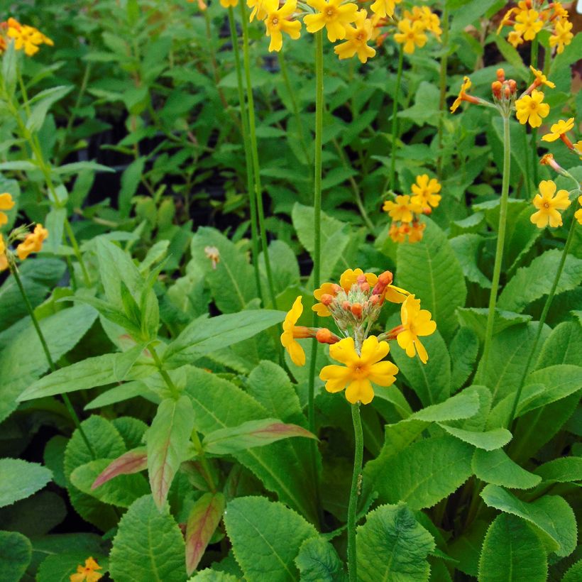 Kiinankeltaesikko - Primula bulleyana (Kasvutapa)