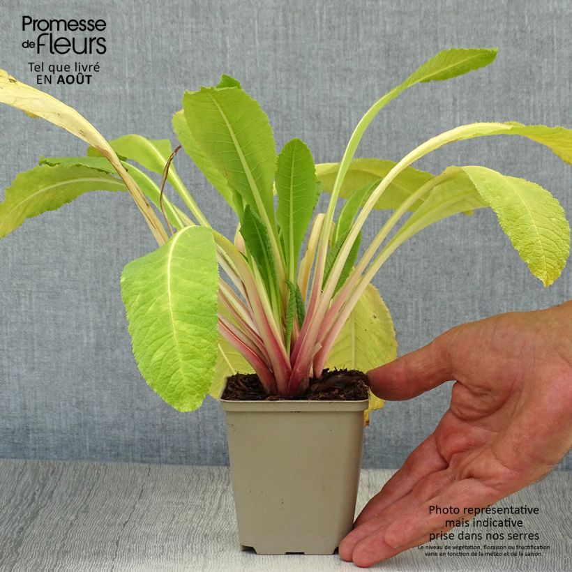 Esimerkki kesällä toimitetusta Kiinankeltaesikko - Primula bulleyana Taimiruukku 8/9 cm-taimesta