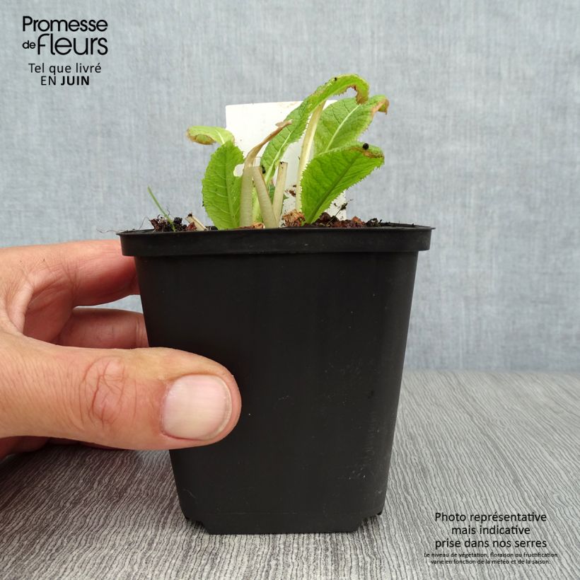 Esimerkki kesällä toimitetusta Japaninesikko Alba Godet de 8/9 cm-taimesta