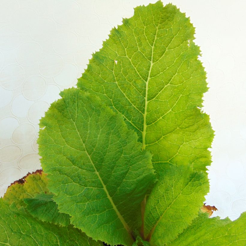 Japaninesikko Millers Crimson (Lehvistö)
