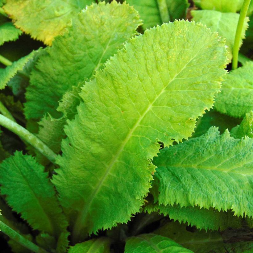 Tupsuesikko - Primula capitata subsp. mooreana (Lehvistö)