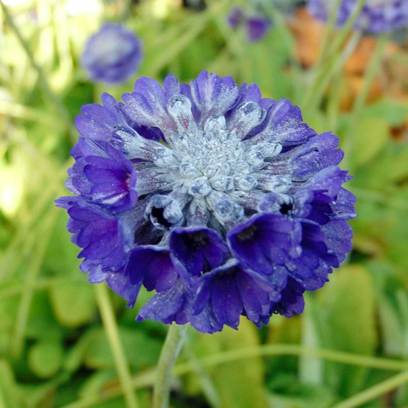 Tupsuesikko - Primula capitata subsp. mooreana (Kukinta)