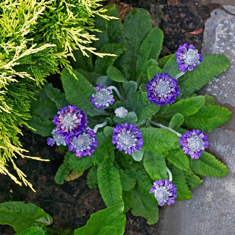Tupsuesikko - Primula capitata subsp. mooreana (Kasvutapa)