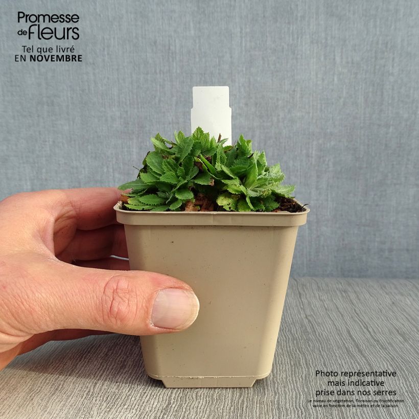 Esimerkki syksyllä toimitetusta Tupsuesikko - Primula capitata subsp. mooreana 8/9 cm taimiruukku-taimesta