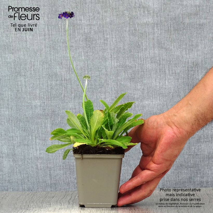 Esimerkki kesällä toimitetusta Tupsuesikko - Primula capitata subsp. mooreana Godet de 8/9 cm-taimesta