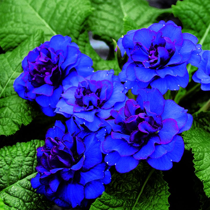 Kääpiöesikko BELARINA Cobalt Blue (Kukinta)