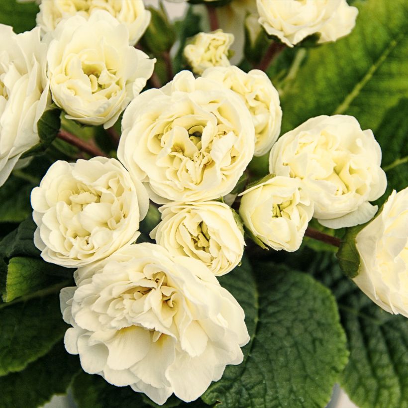 Kääpiöesikko Belarina Vanilla (Kukinta)