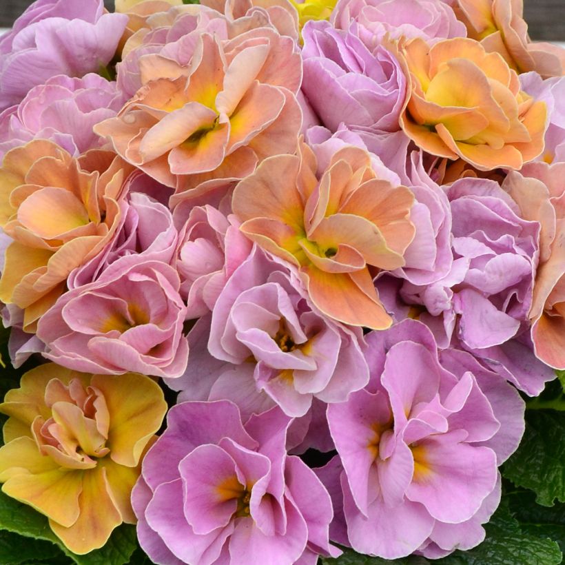 Kääpiöesikko Rubens Antique Rose F1 (Kukinta)