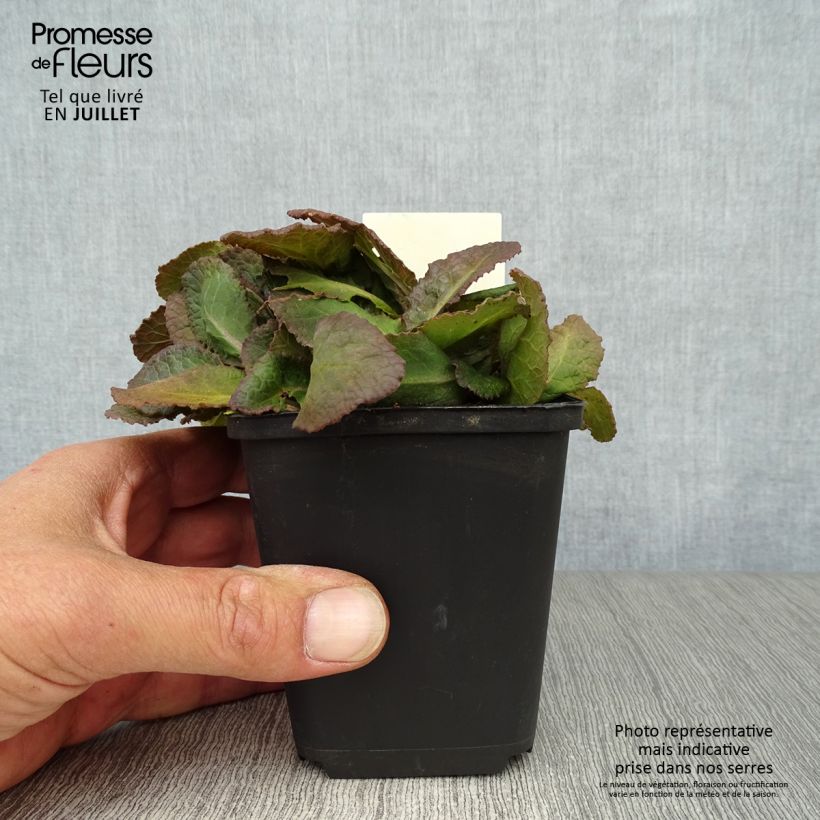 Esimerkki kesällä toimitetusta Loistokevätesikko Dark Rosaleen Godet de 8/9 cm-taimesta