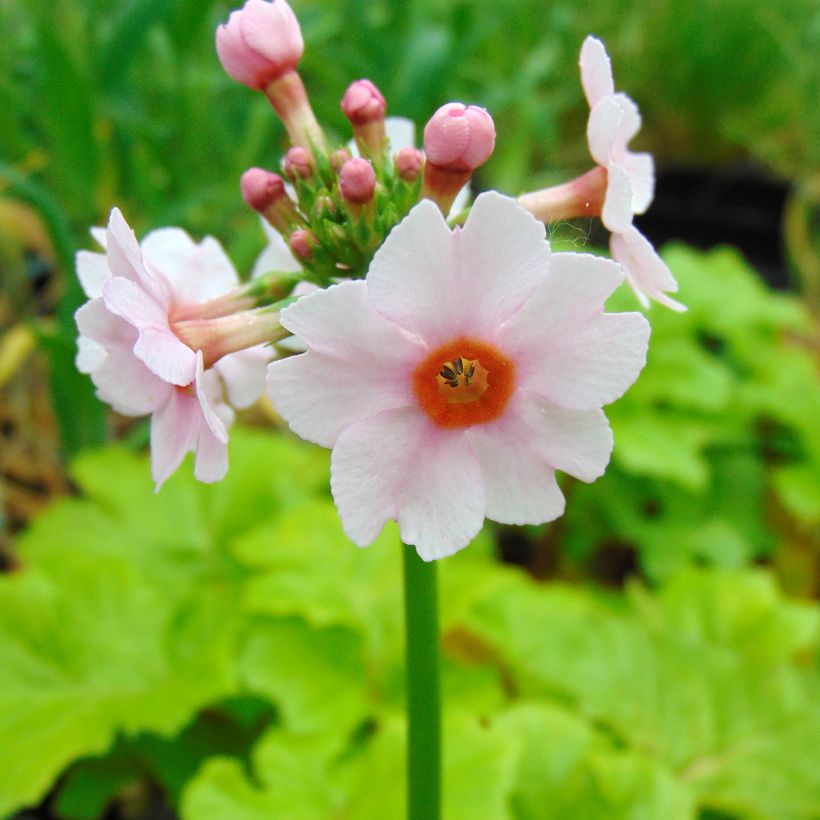 Japaninesikko Apple Blossom (Kukinta)