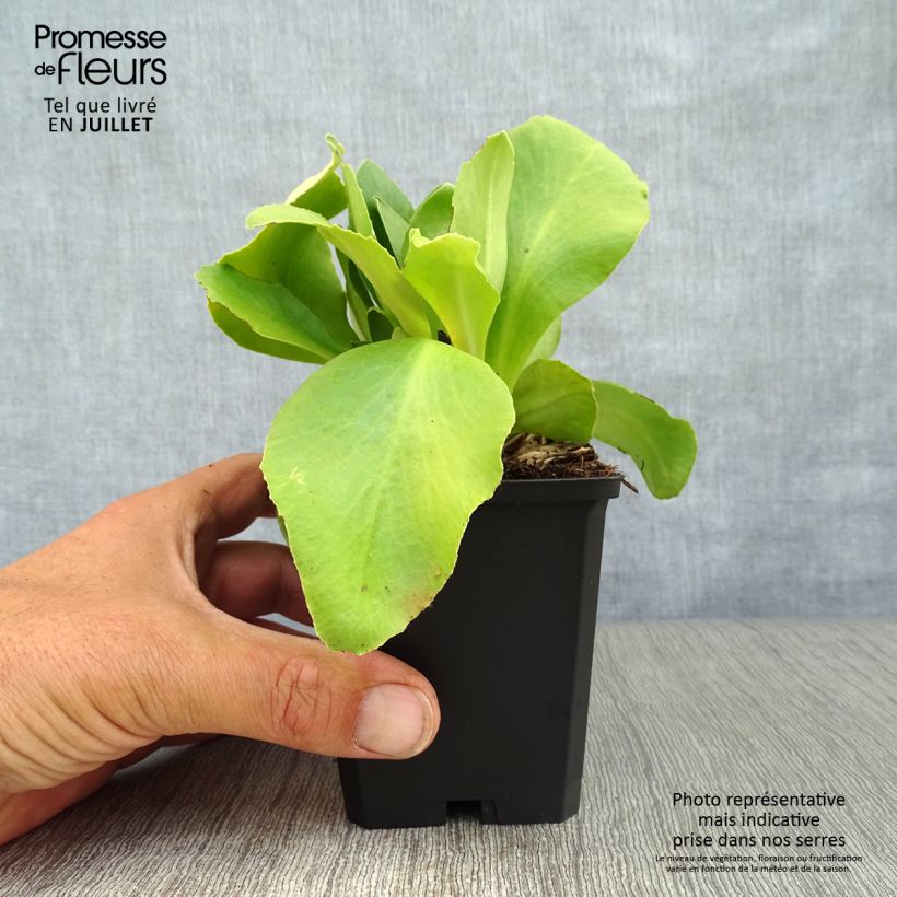 Esimerkki kesällä toimitetusta Pihaesikko Mix Taimiruukku 8/9 cm-taimesta