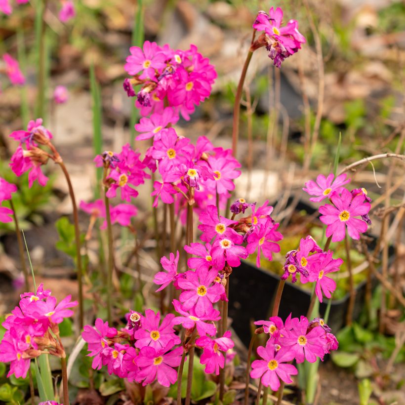 Himalajanesikko Grandiflora (Kukinta)