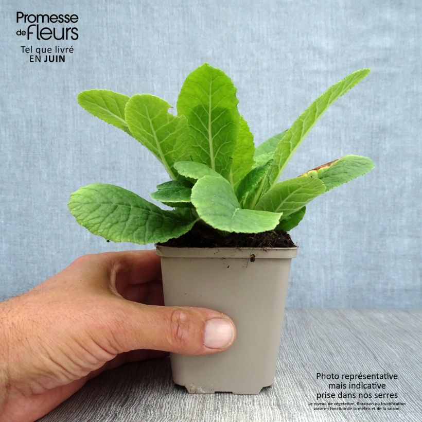 Esimerkki kesällä toimitetusta Kääpiöesikko - Primula vulgaris Taimiruukku 8/9 cm-taimesta
