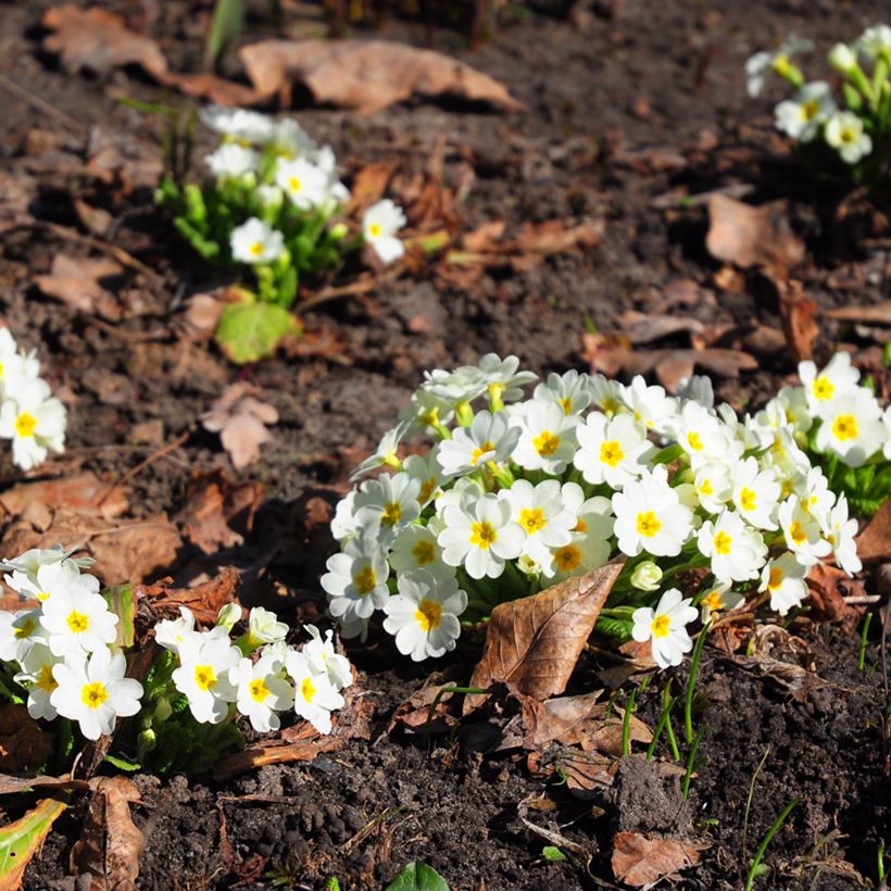Kääpiöesikko - Primula vulgaris (Kasvutapa)