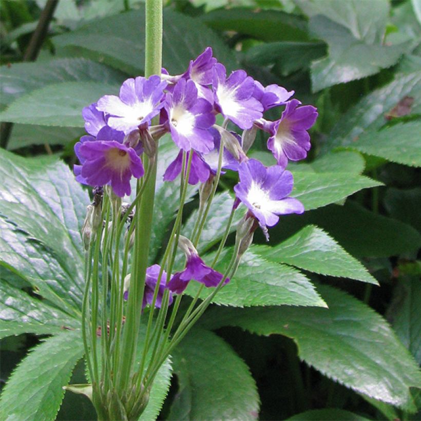 Esikko - Primula alpicola var. violacea (Kukinta)