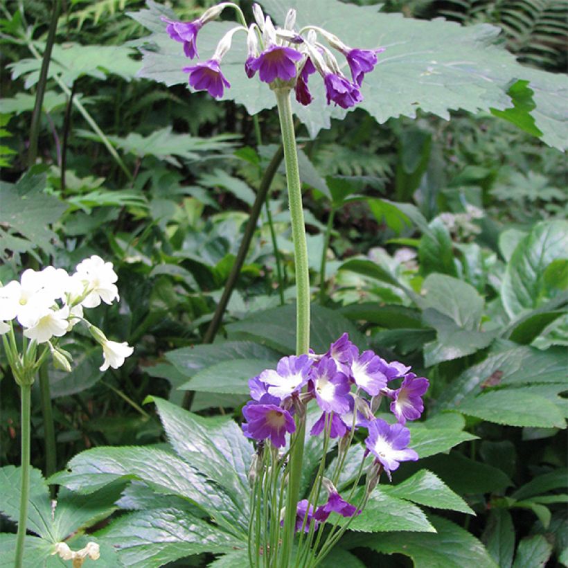 Esikko - Primula alpicola var. violacea (Kasvutapa)