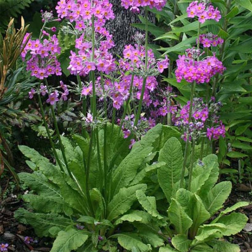 Tuoksuesikko - Primula beesiana (Kasvutapa)