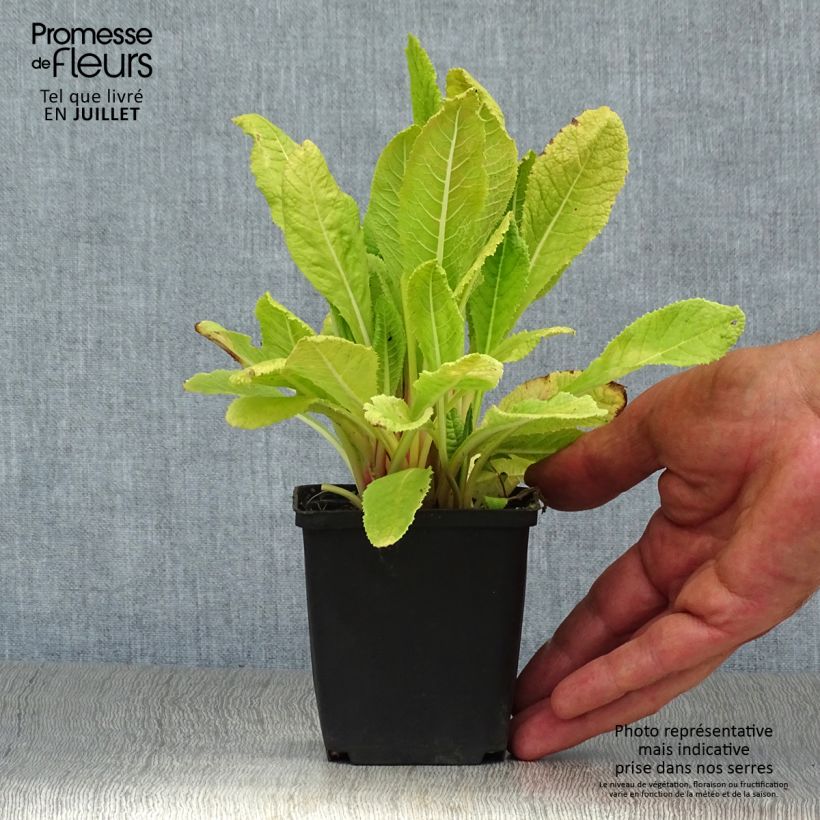 Esimerkki kesällä toimitetusta Tuoksuesikko - Primula beesiana Godet de 8/9 cm-taimesta