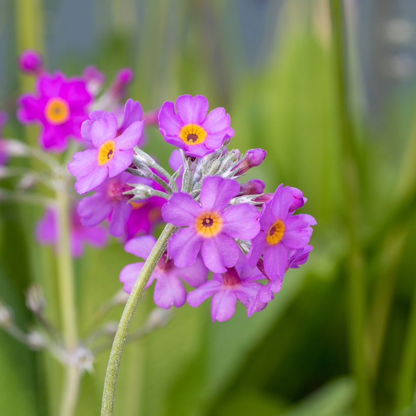 Tuoksuesikko - Primula beesiana (Kukinta)