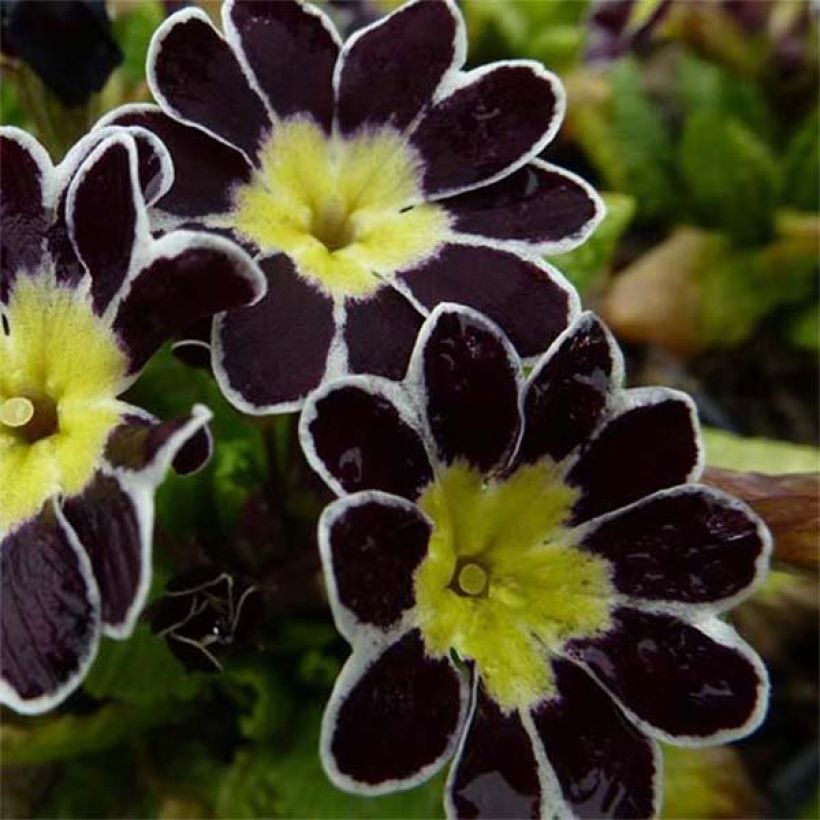 Loistokevätesikko Victoriana Silver Lace Black (Kukinta)