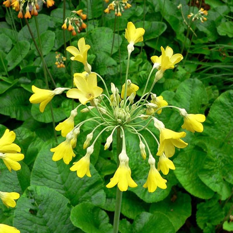 Kesäesikko - Primula florindae (Kukinta)