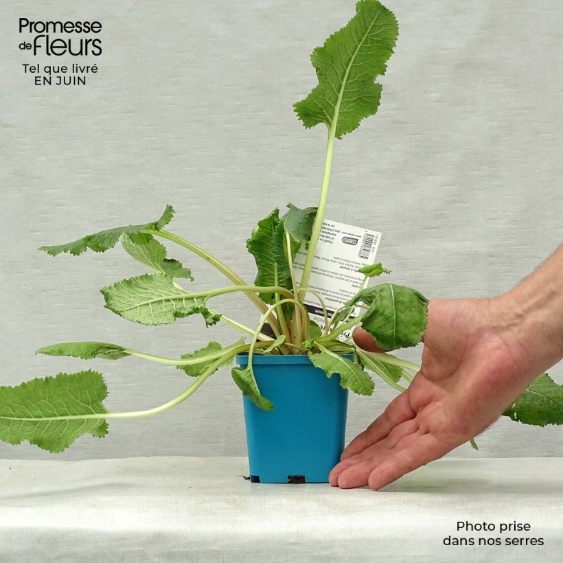 Esimerkki kesällä toimitetusta Kesäesikko - Primula florindae Godet de 8/9 cm-taimesta