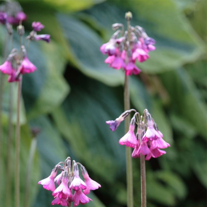Esikko - Primula secundiflora (Kukinta)