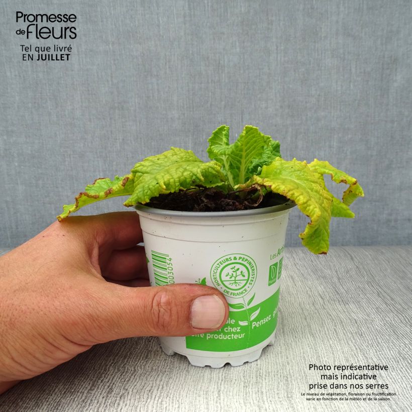 Esimerkki kesällä toimitetusta Kevätesikko - Primula veris Taimiruukku 8/9 cm-taimesta