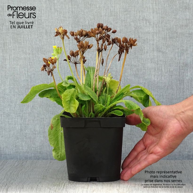 Esimerkki kesällä toimitetusta Kevätesikko - Primula veris Ruukku 2L / 3L-taimesta