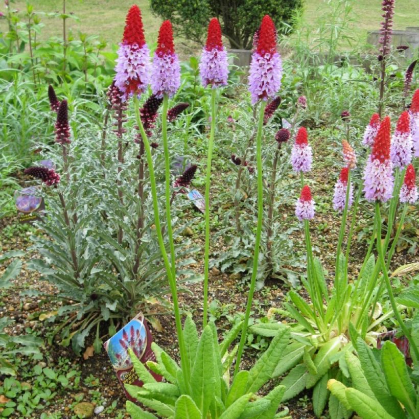 Tähkäesikko - Primula vialii (Kasvutapa)