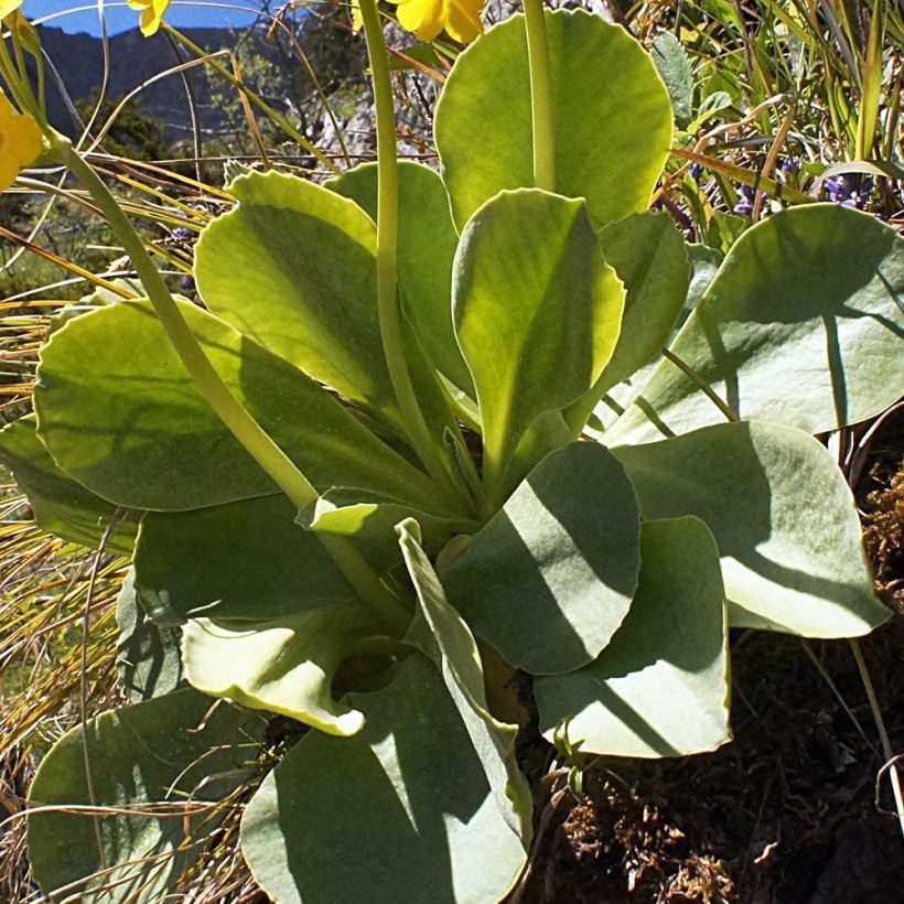 Pihaesikko - Primula x pubescens (Lehvistö)