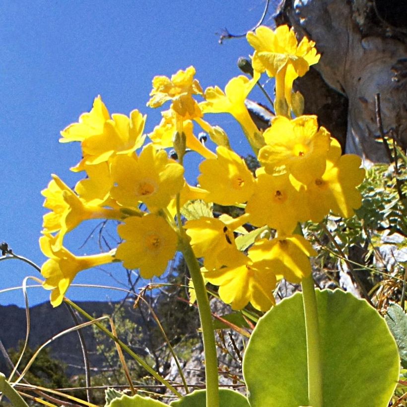 Pihaesikko - Primula x pubescens (Kukinta)