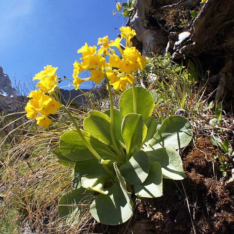 Pihaesikko - Primula x pubescens (Kasvutapa)
