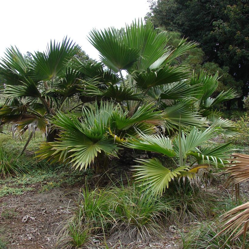 Leuhupalmu - Pritchardia hillebrandii (Kasvutapa)