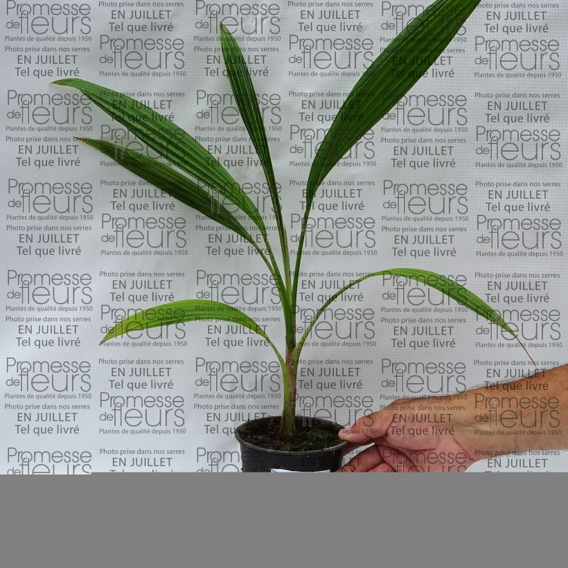 Esimerkki kesällä toimitetusta Leuhupalmu Blue Moon Pot de 12 cm / 13 cm-taimesta