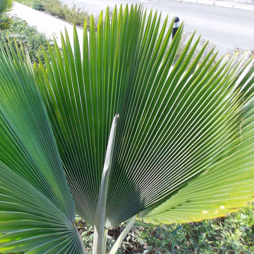 Leuhupalmu - Pritchardia pacifia (Lehvistö)