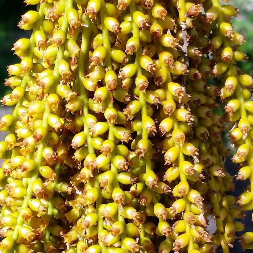 Leuhupalmu - Pritchardia pacifia (Kukinta)