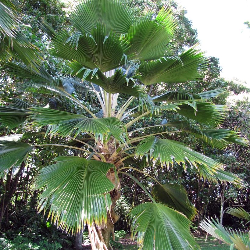 Leuhupalmu - Pritchardia pacifia (Kasvutapa)