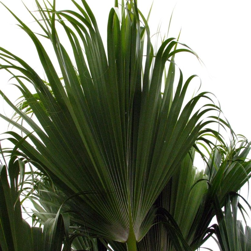 Leuhupalmu - Pritchardia remota (Lehvistö)