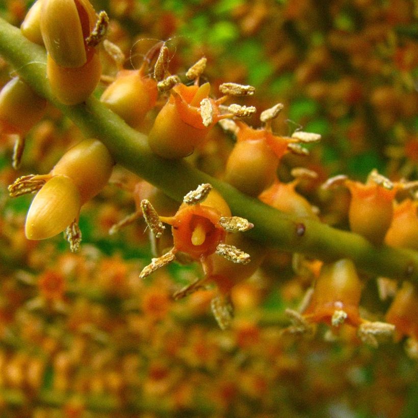 Leuhupalmu - Pritchardia remota (Kukinta)