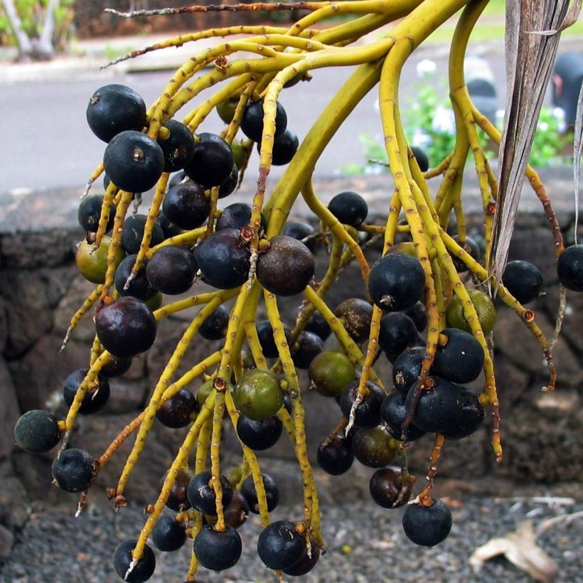 Leuhupalmu - Pritchardia remota (Sadonkorjuu)