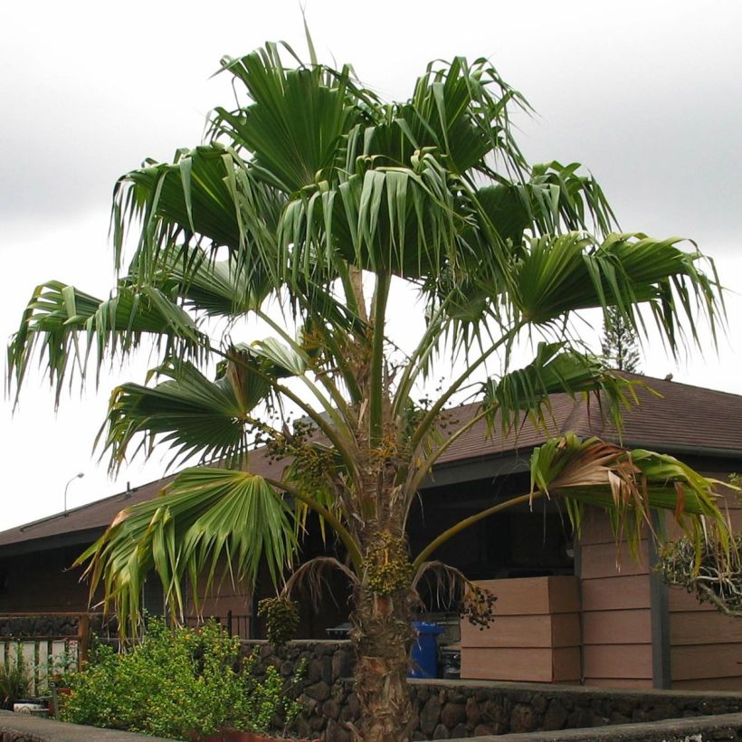Leuhupalmu - Pritchardia remota (Kasvutapa)