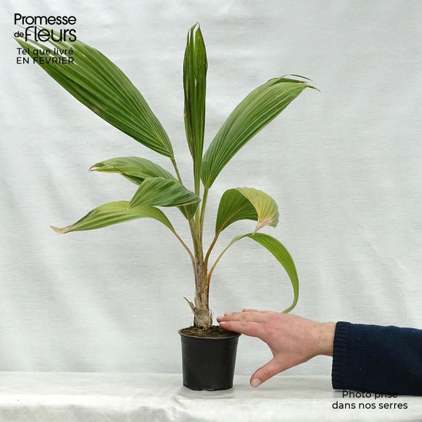 Esimerkki talvella toimitetusta Leuhupalmu - Pritchardia remota Pot de 12 cm / 13 cm-taimesta