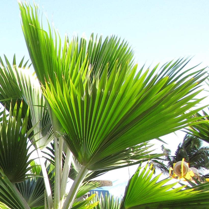 Leuhupalmu - Pritchardia thurstonii (Lehvistö)