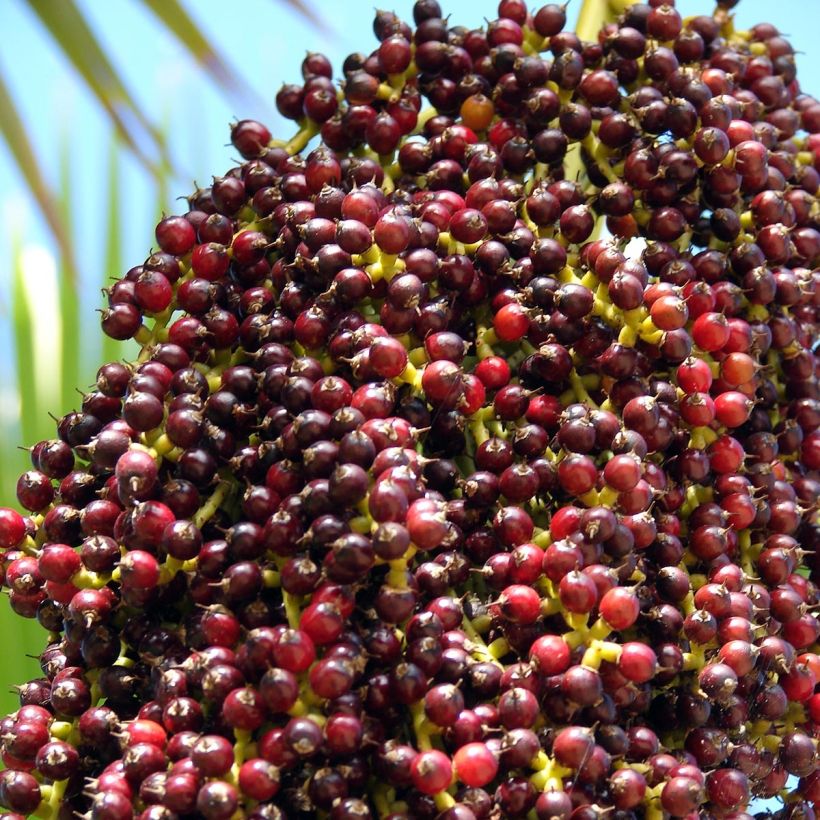 Leuhupalmu - Pritchardia thurstonii (Sadonkorjuu)