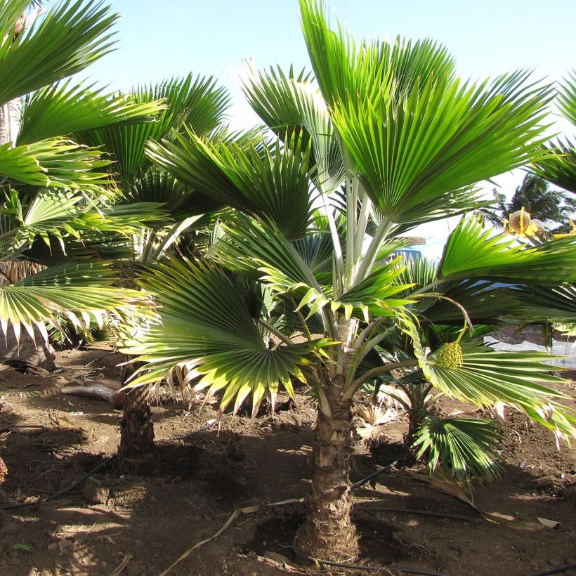 Leuhupalmu - Pritchardia thurstonii (Kasvutapa)