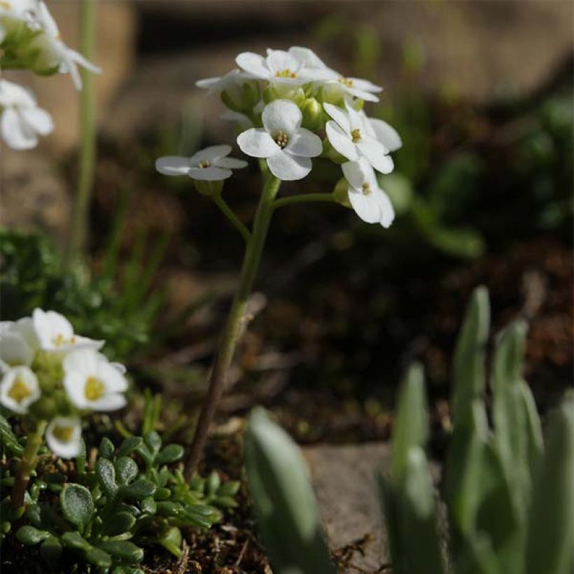 Hornungia alpina (Kasvutapa)