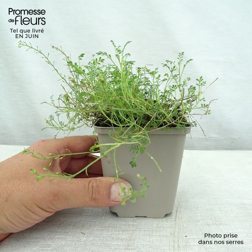Esimerkki kesällä toimitetusta Hornungia alpina Godet de 8/9 cm-taimesta