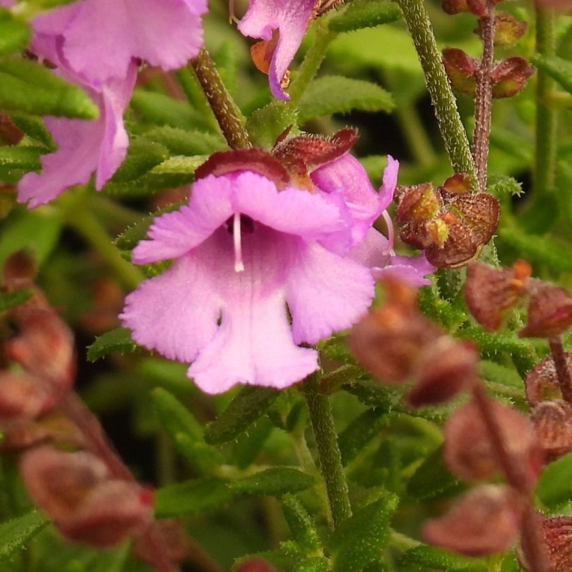 Ritvamintu Rosetta (Kukinta)